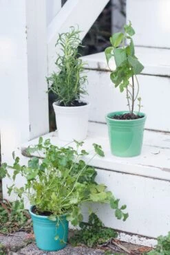 Fiesta Flower Pot Set -Fiesta fiesta dinnerware flower pots meadow turquoise white 4