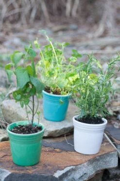 Fiesta Flower Pot Set -Fiesta fiesta dinnerware flower pots meadow turquoise white 5